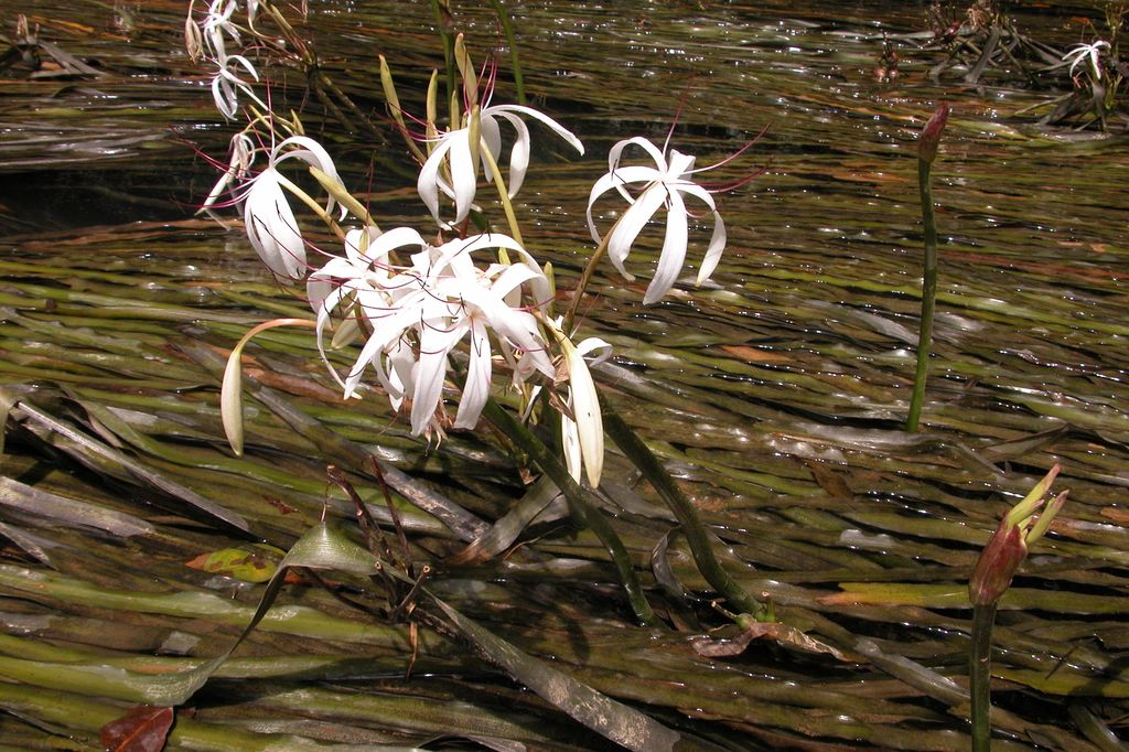 Crinum de Thaïlande