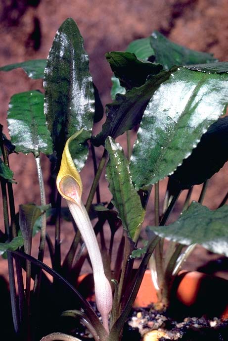 Cryptocoryne de Beckett