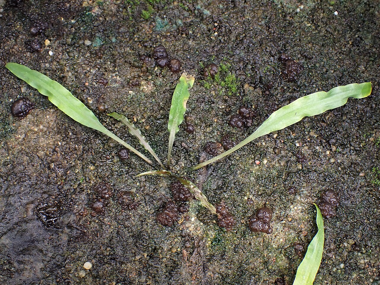 Cryptocoryne crispée