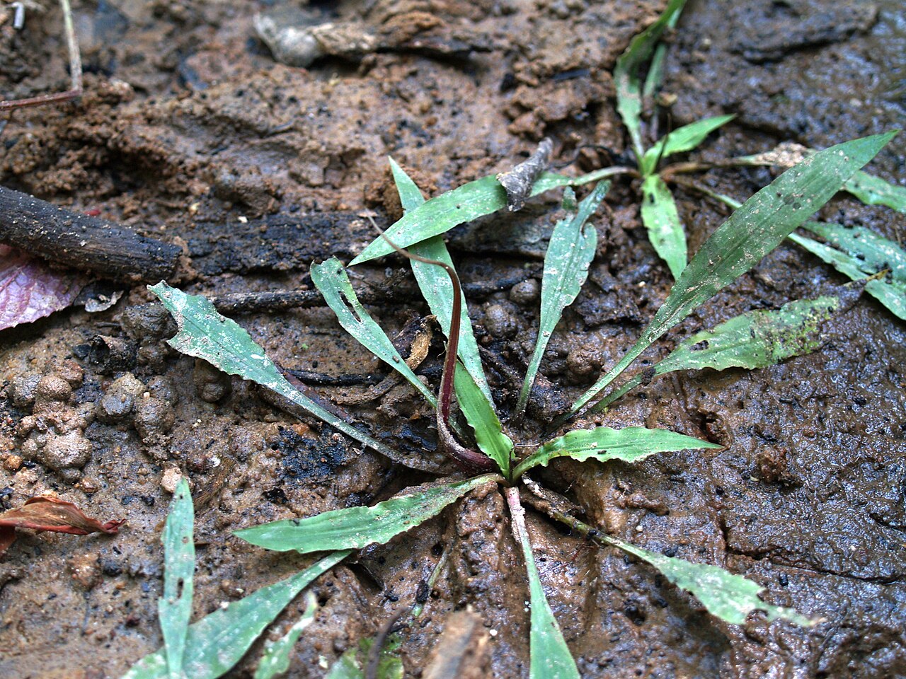 Cryptocoryne spiralée