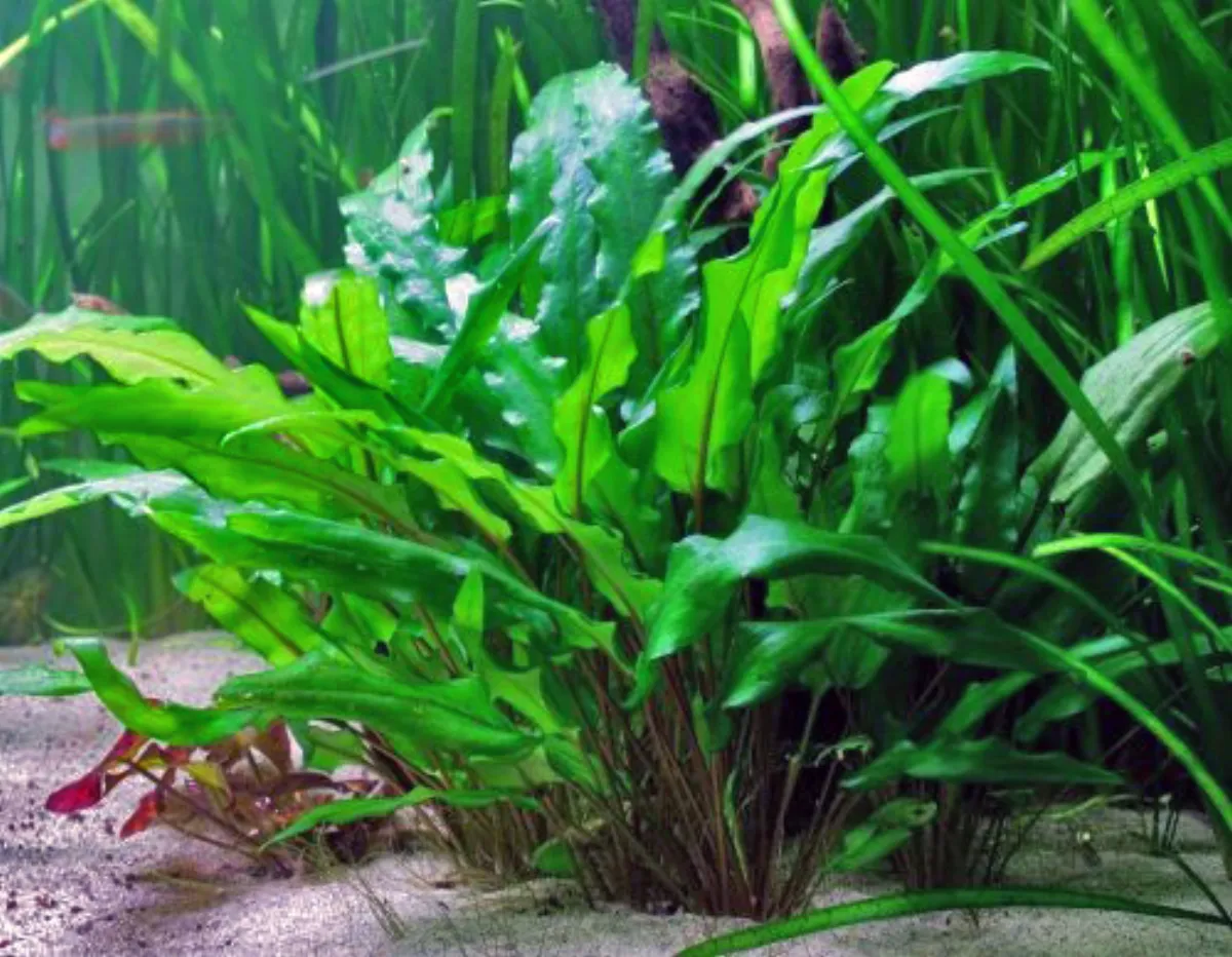 Cryptocoryne de Wendt — photo 1 sur 4