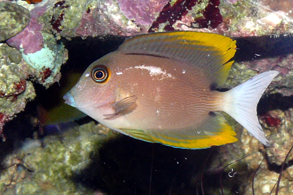 Chirurgien de Tomini