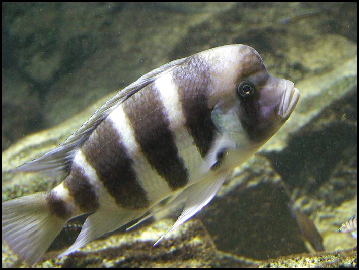 Frontosa