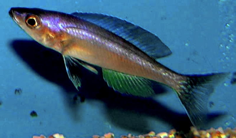 Cyprichromis leptosome