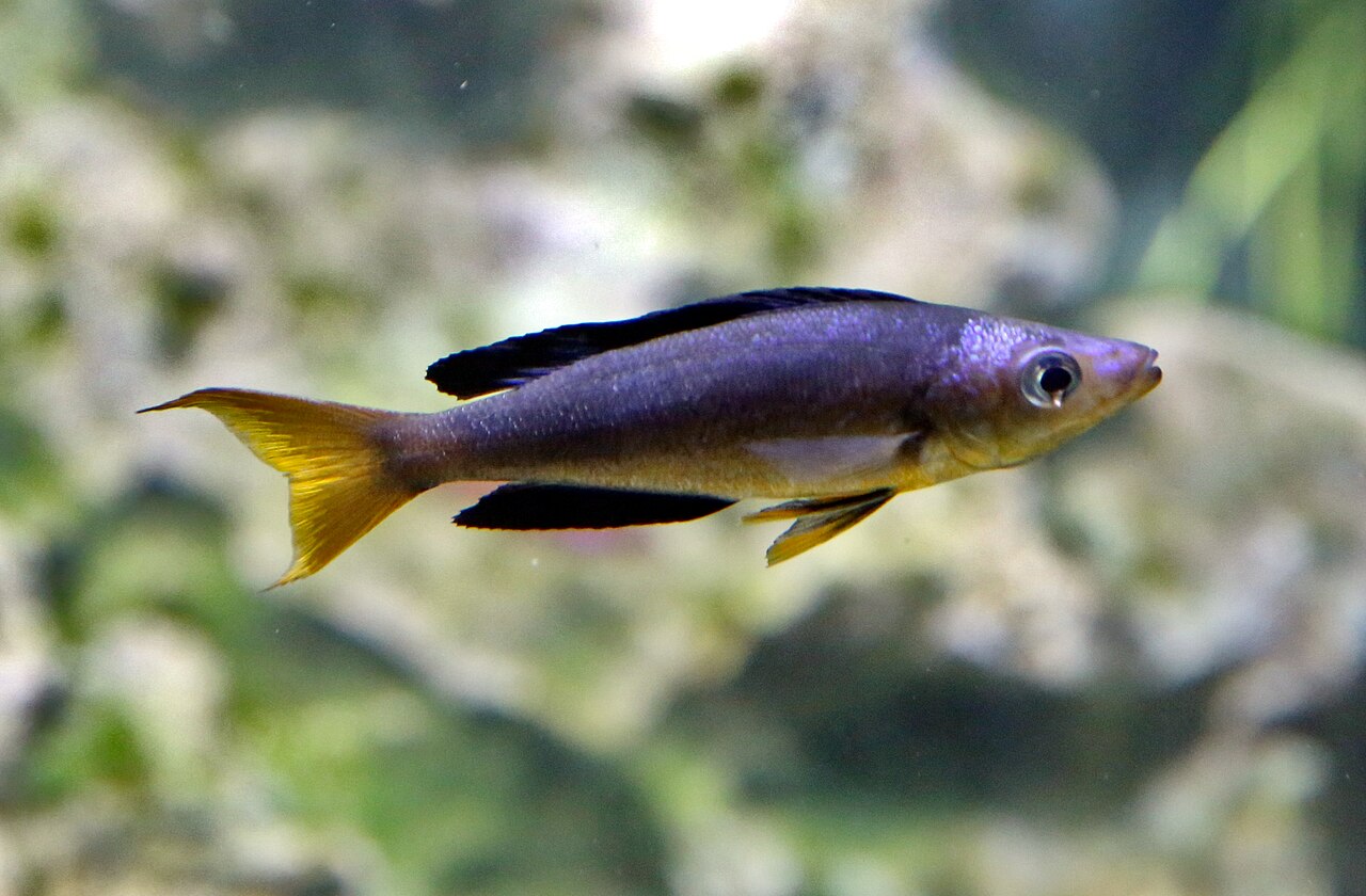Cyprichromis à petites écailles