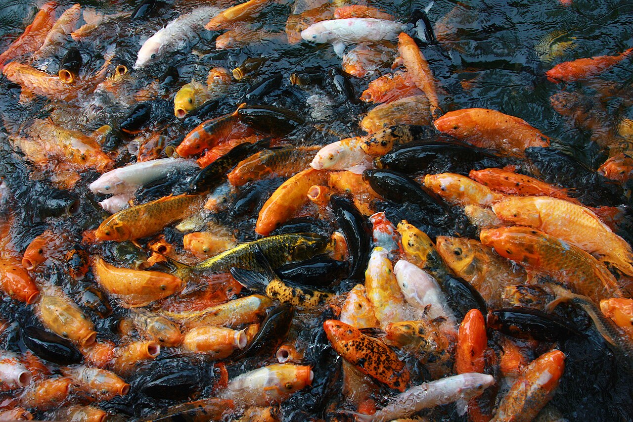Carpe koi