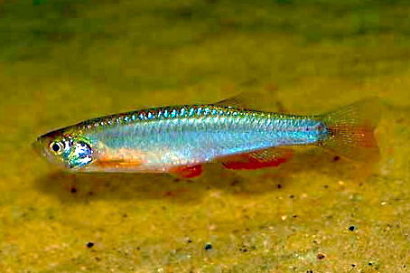 Danio perlé