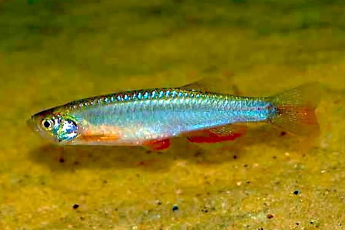 Danio perlé — photo 1 sur 4