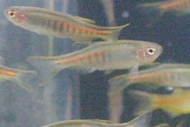 Danio glowlight