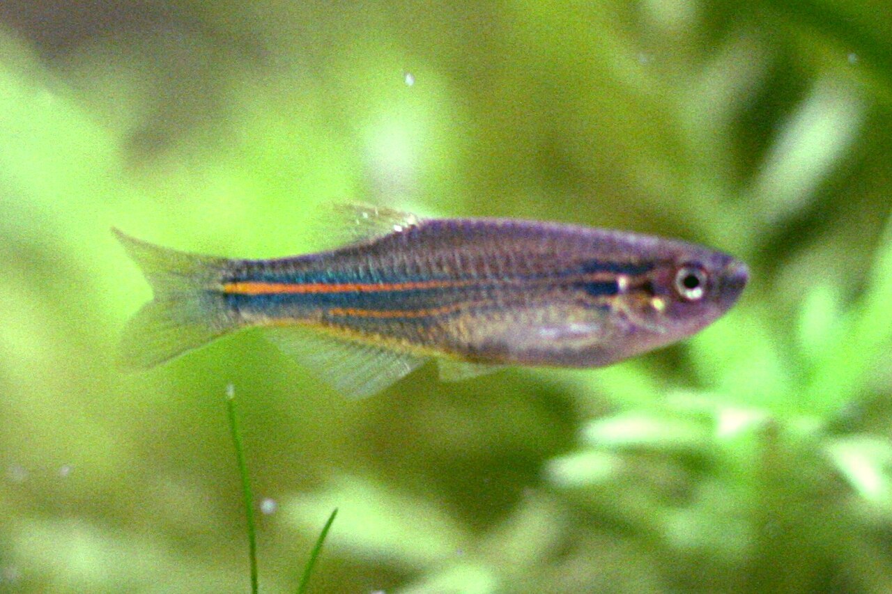 Danio de Kerr