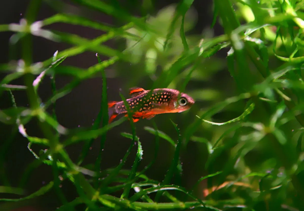 Danio perle — photo 1 sur 4