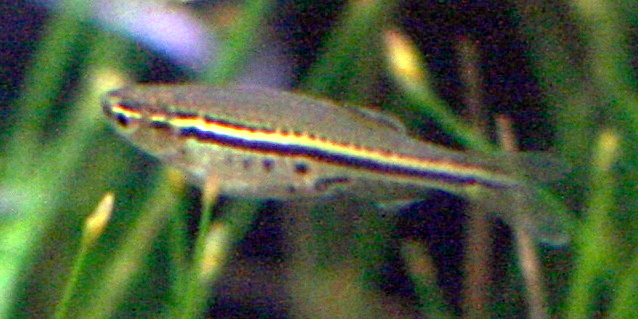 Danio tacheté