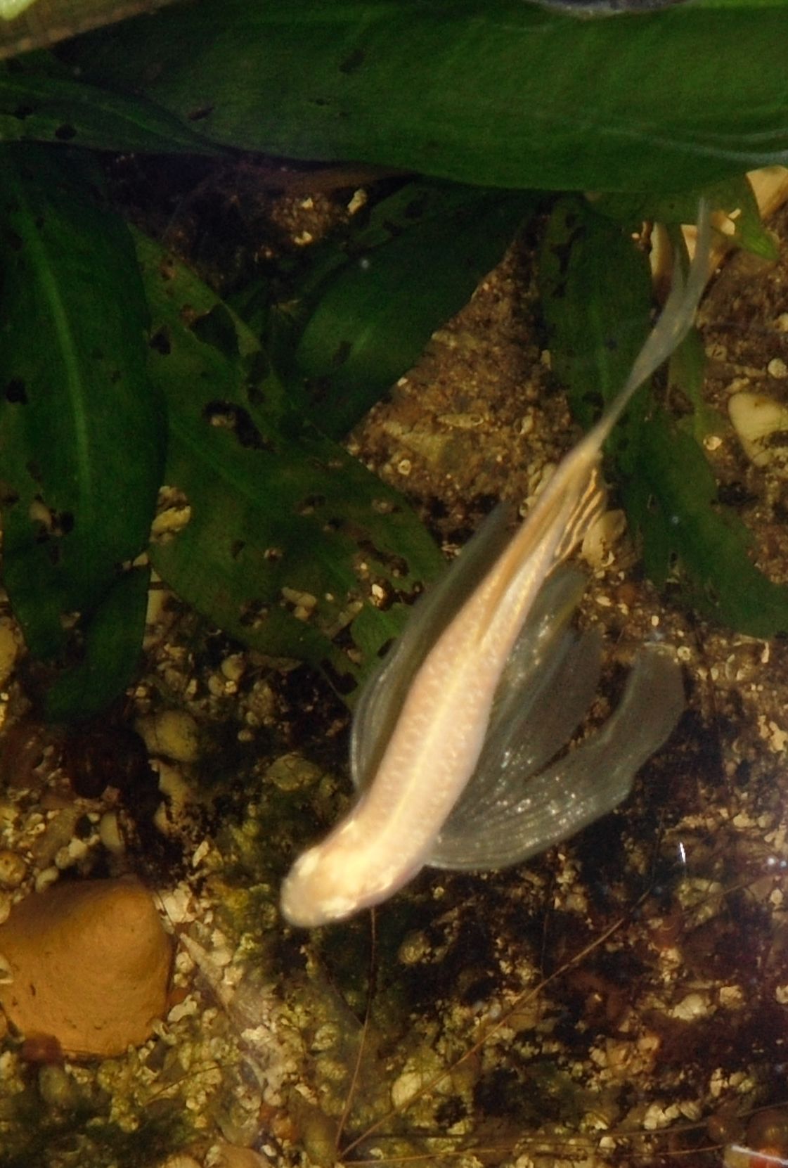 Danio zébré