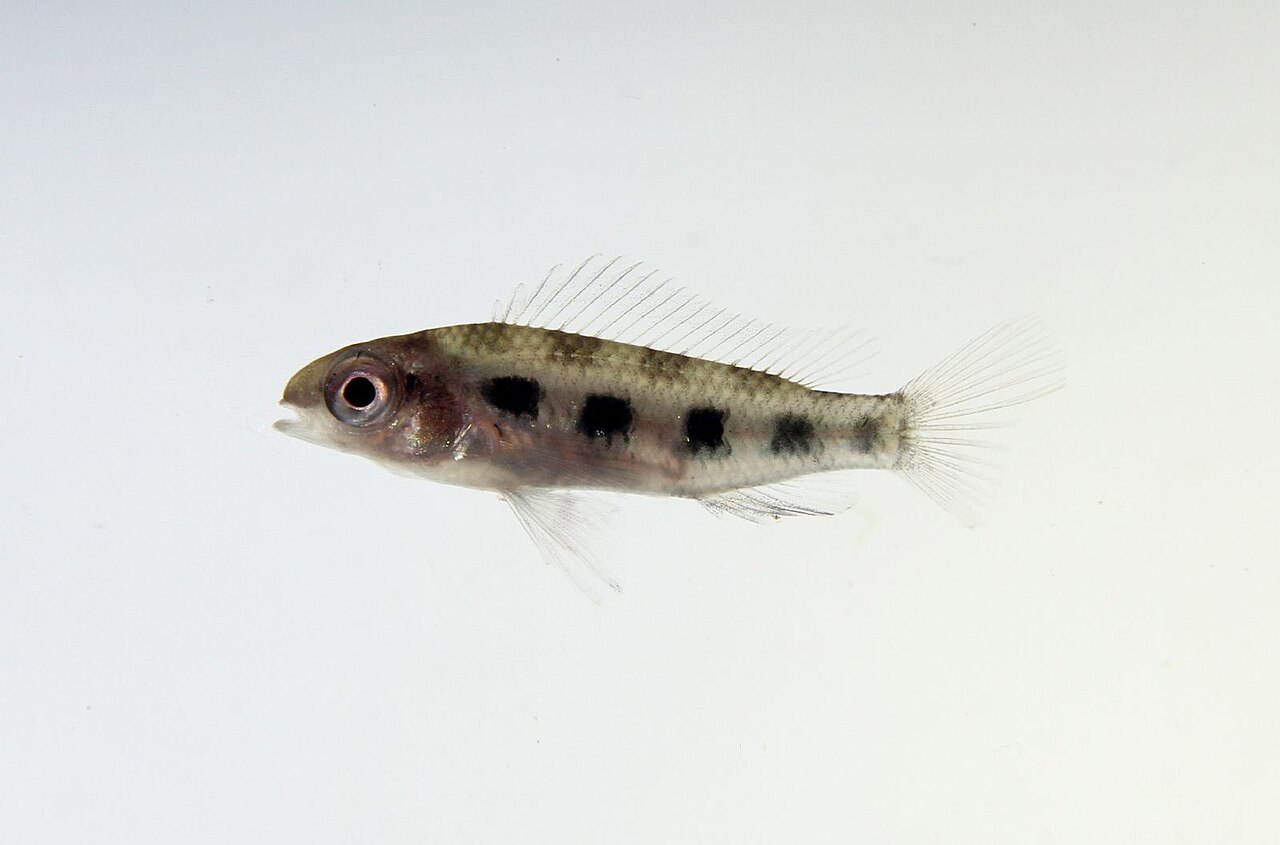 Dicrossus filamenteux