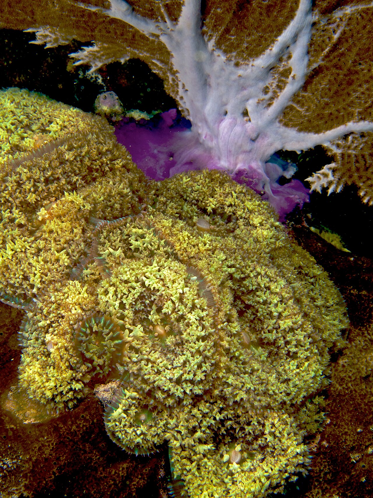 Discosoma de Saint-Thomas
