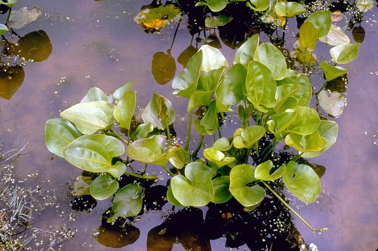 Échinodore à feuilles cordées