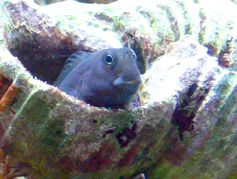 Blennie bicolore