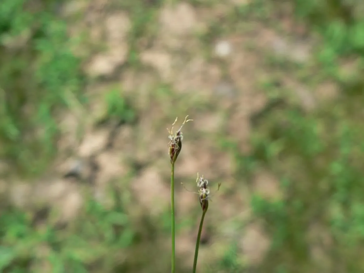 Éléocharis aiguille — photo 1 sur 4