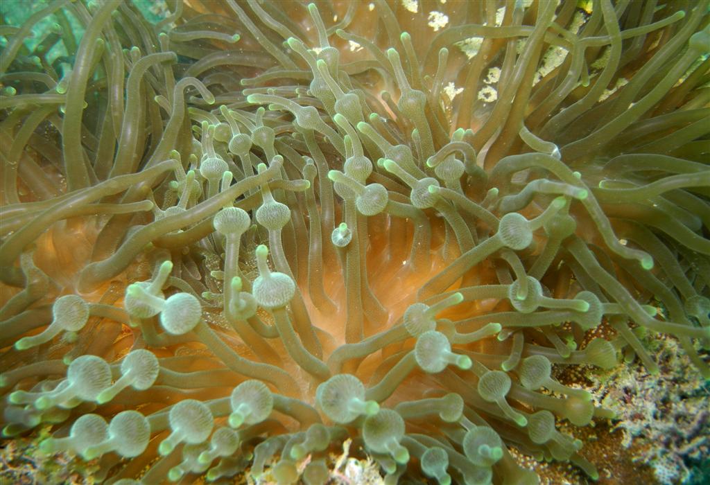 Anémone bulle
