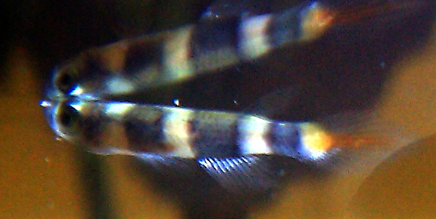 Killie annelé