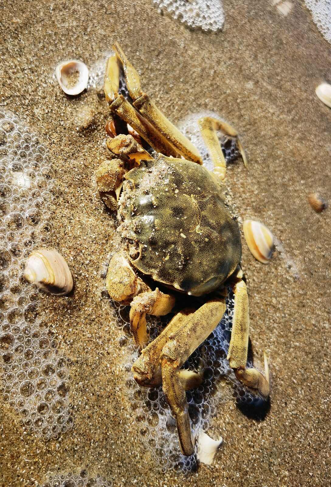 Crabe chinois à mitaines
