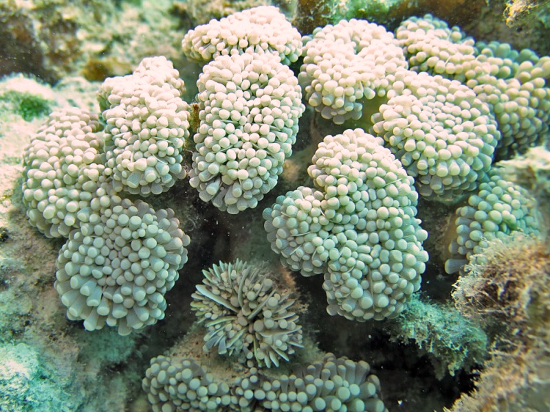 Corail raisin