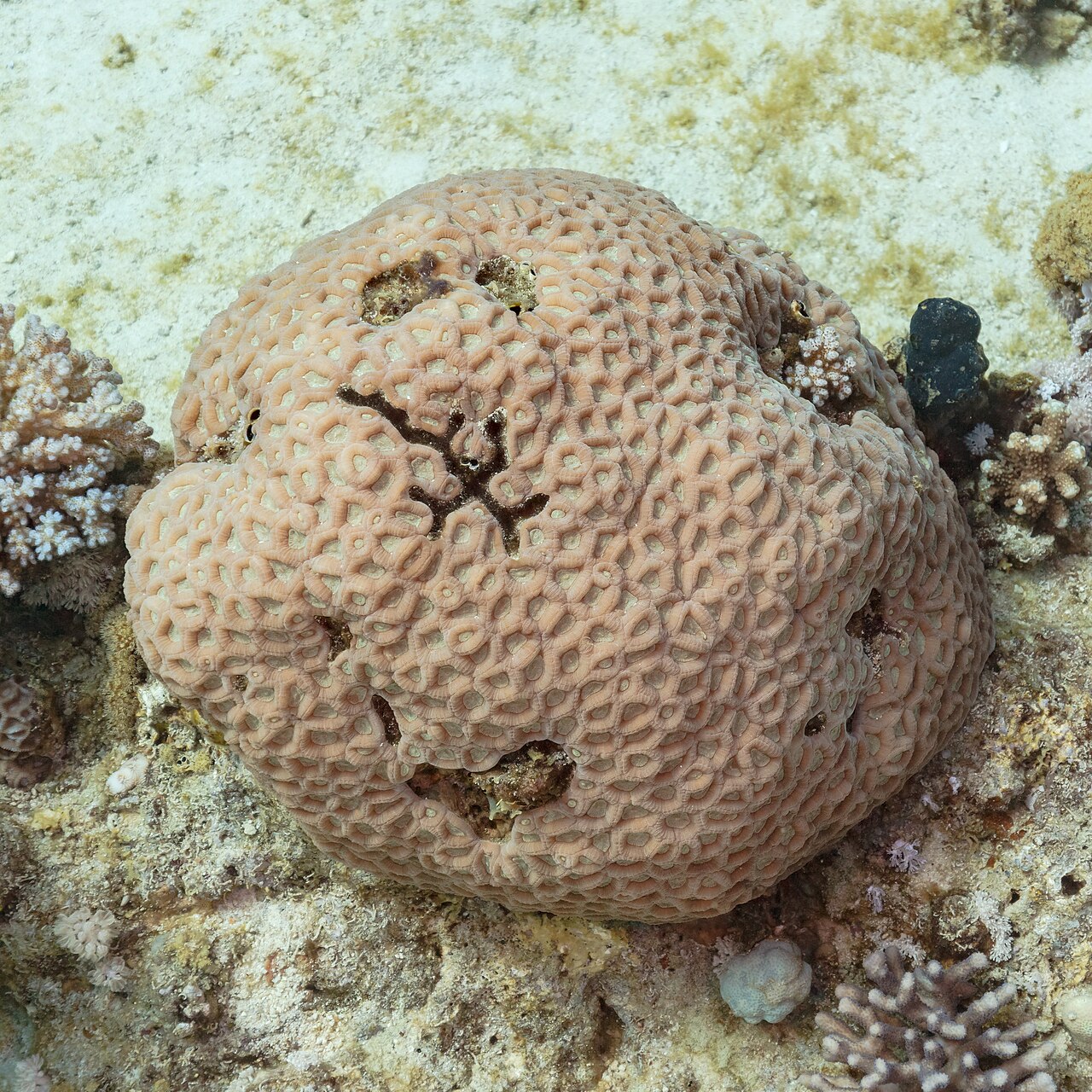 Corail Favia favus