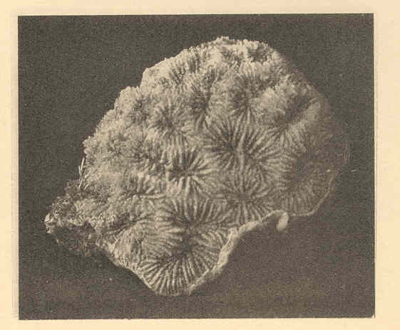 Corail Favia fragile