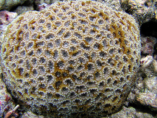 Corail Favia de Matthai