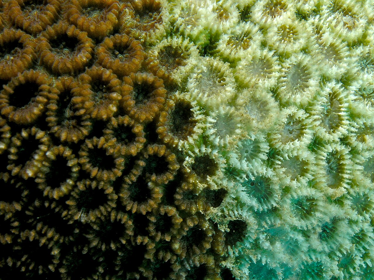 Corail Favia pâle