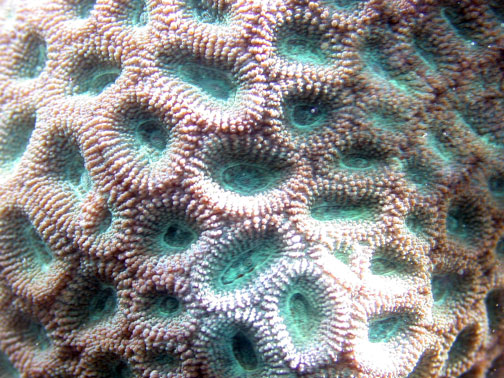 Corail Favia arrondi