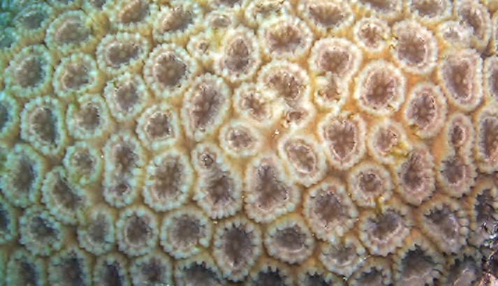 Corail Favia superbe