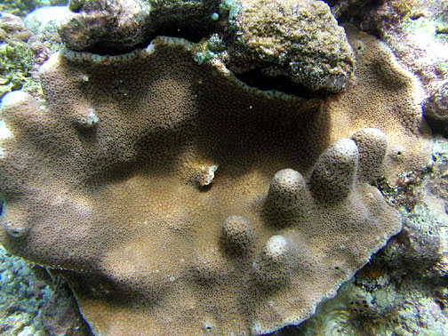 Corail Favia étoilé