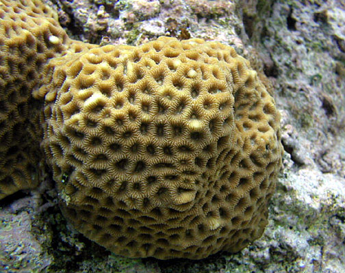 Corail Favites caché