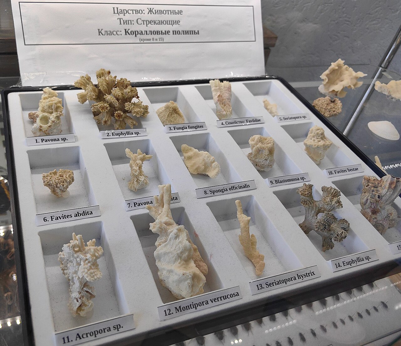 Corail Favites de Best