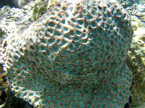 Corail Favites de Chine