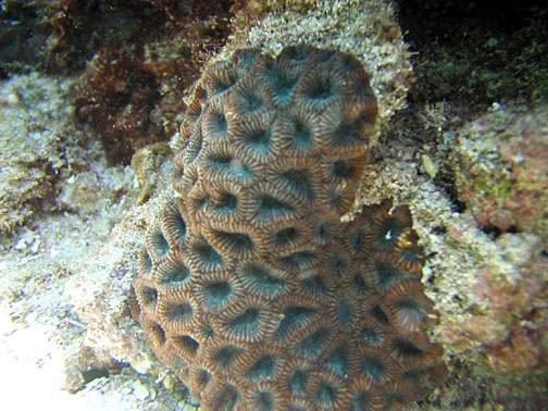 Corail Favites aplati