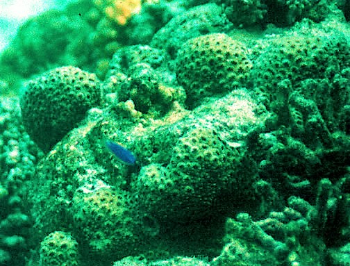 Corail Favites sinueux