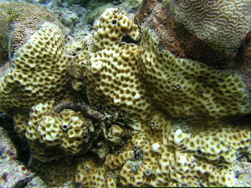 Corail Favites halicore
