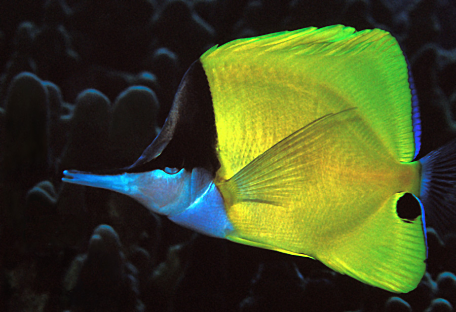 Poisson-papillon à long nez jaune