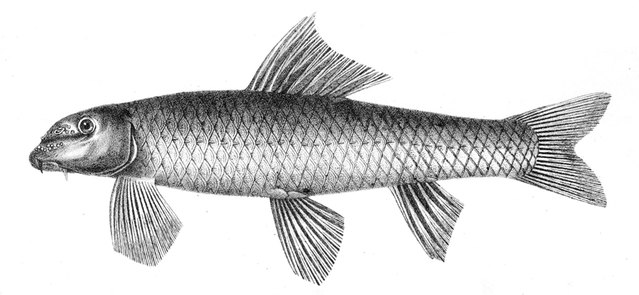 Garra gotyle