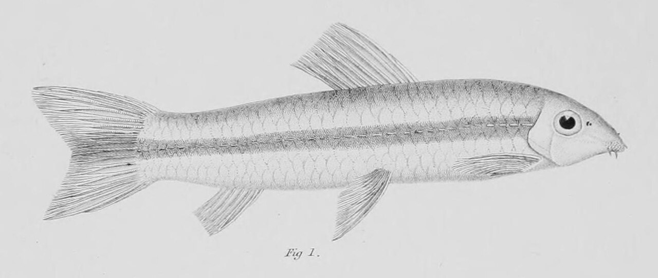 Garra de Mullya