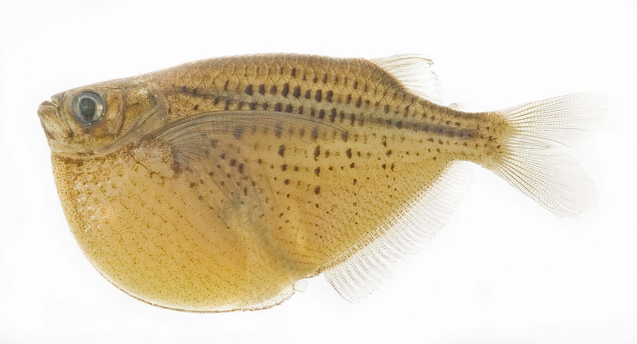Poisson-hachette maculé