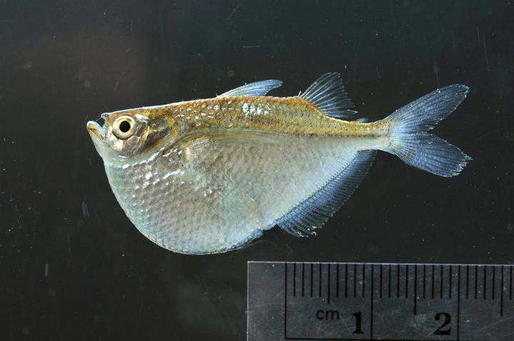 Poisson-hachette argenté