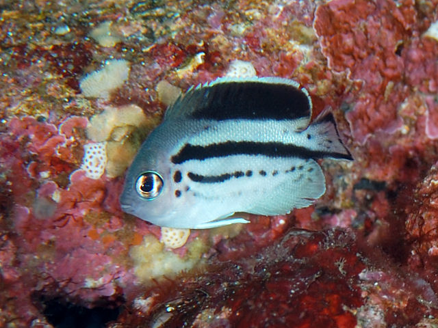Poisson-ange de Lamarck