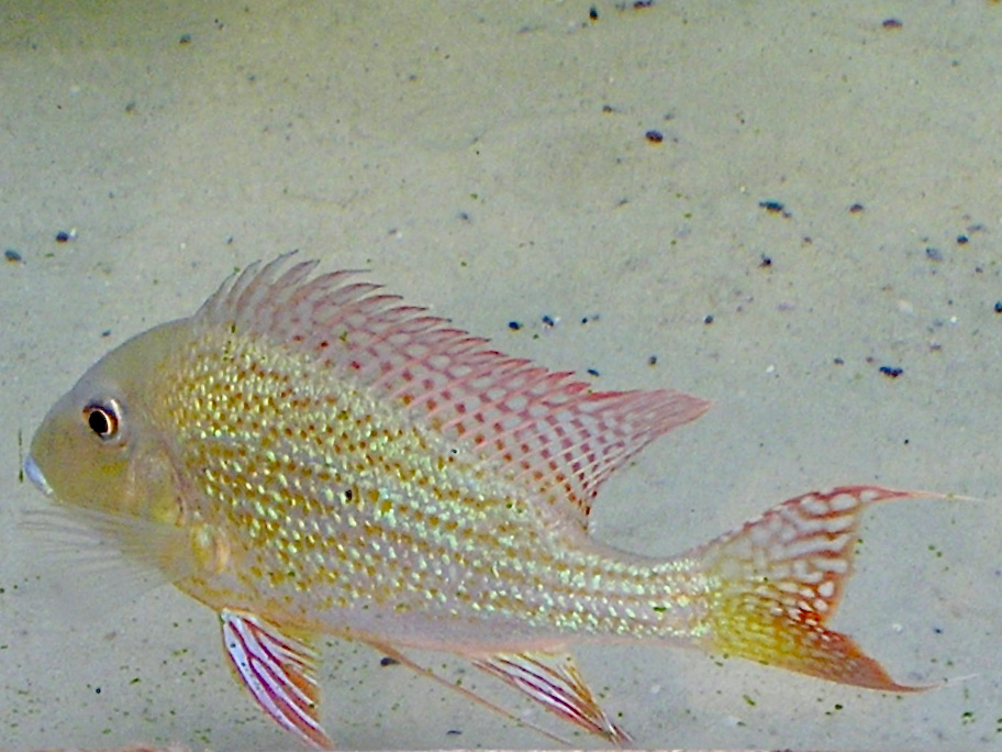 Geophagus