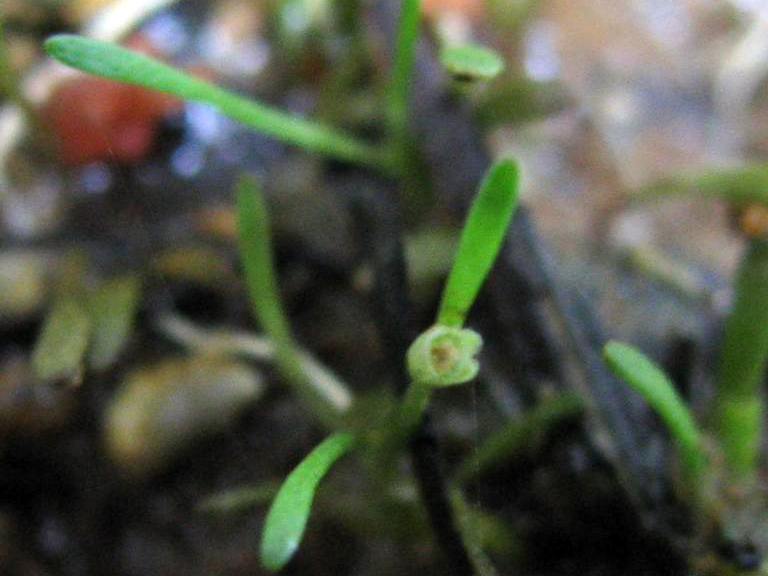 Glossostigma cleistanthe