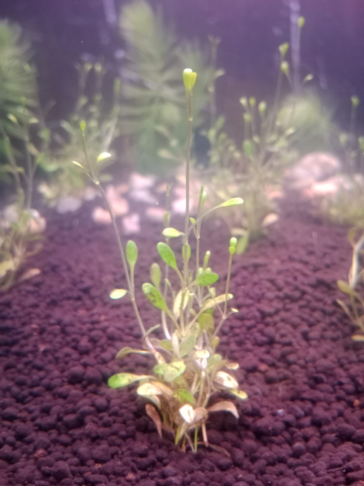 Glossostigma nain