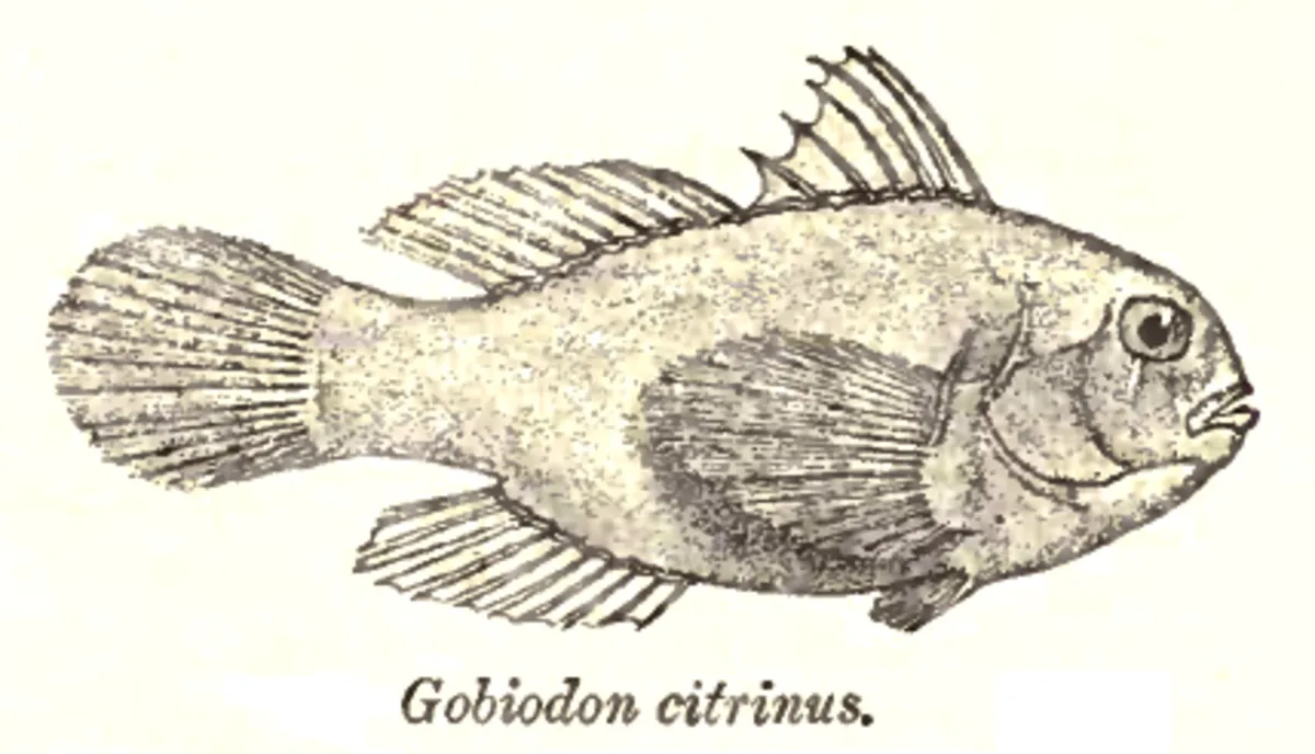 Gobie citron — photo 1 sur 4