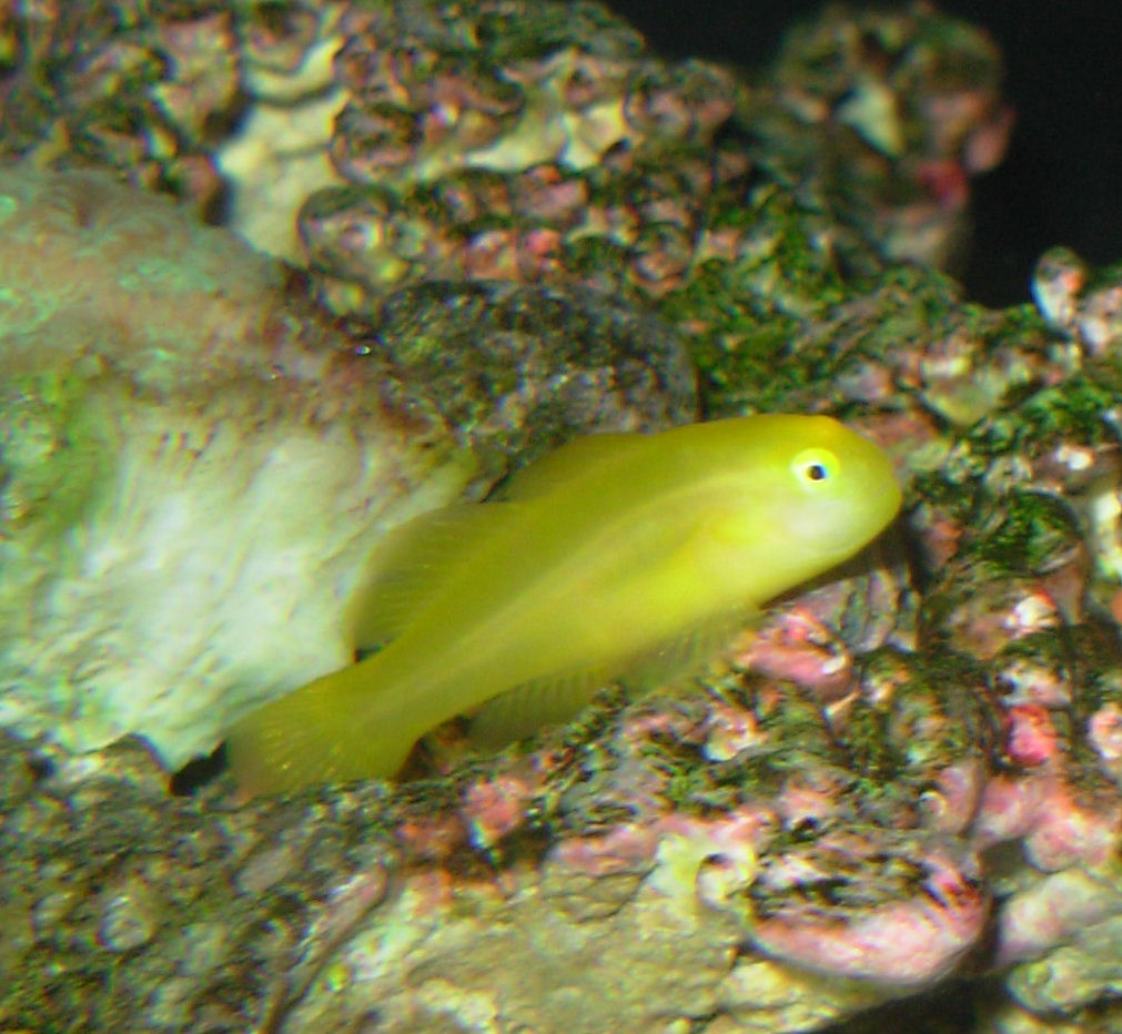 Gobie jaune